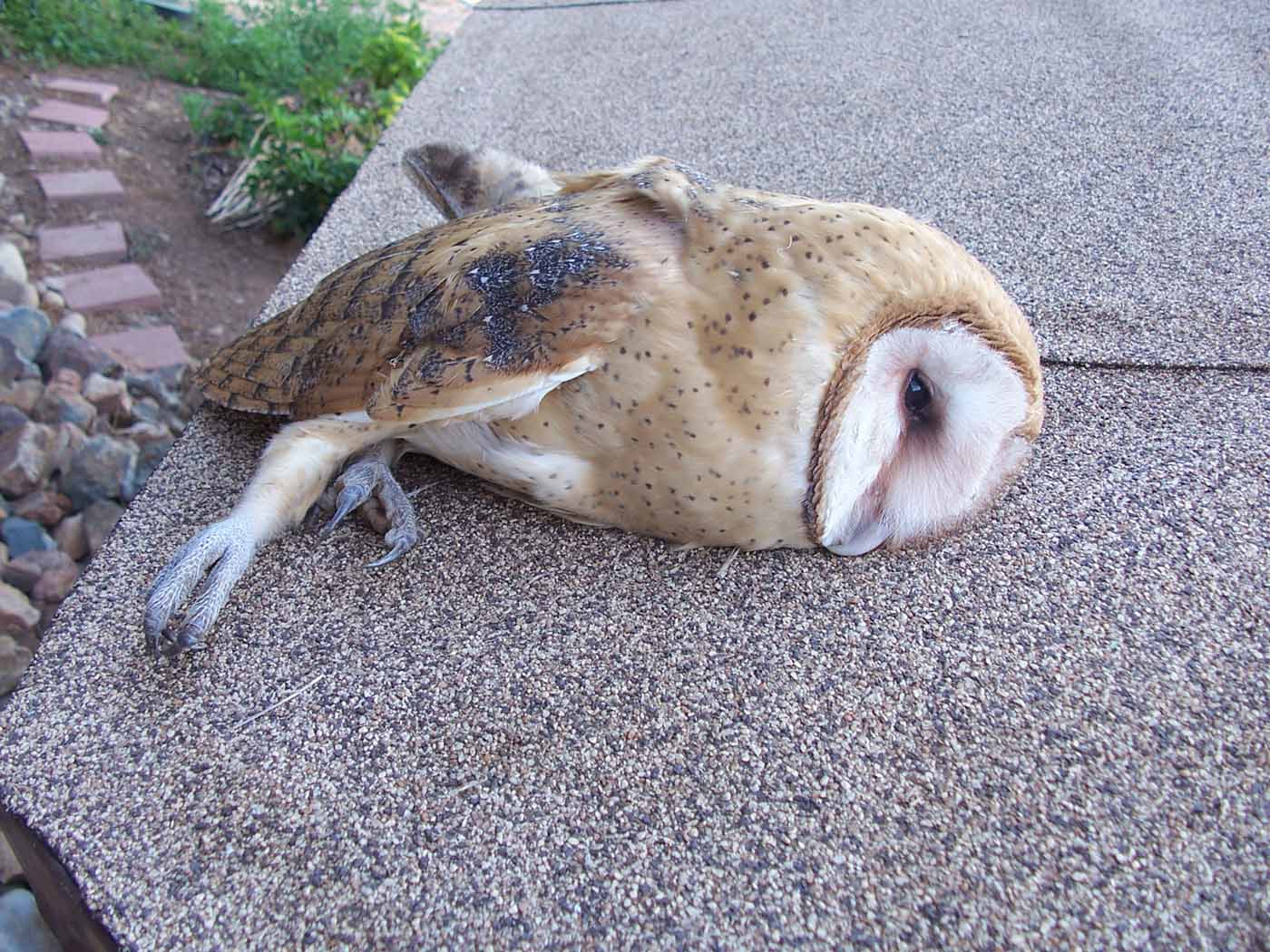 Dead Barn Owl Found - OHANA NUI - OFF TOPIC SUB-FORUM - PalmTalk